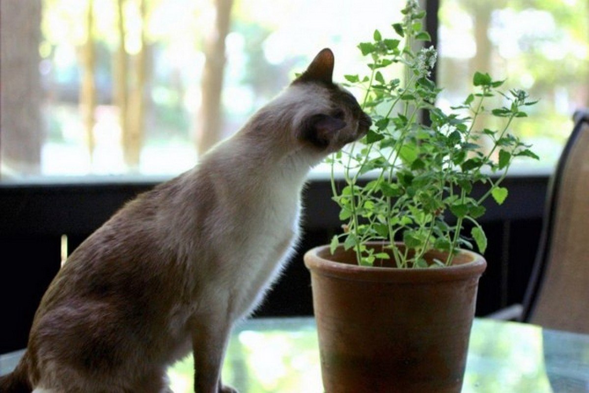 Некоторые растения могут быть опасны для домашних животных. Фото: news.sb.by